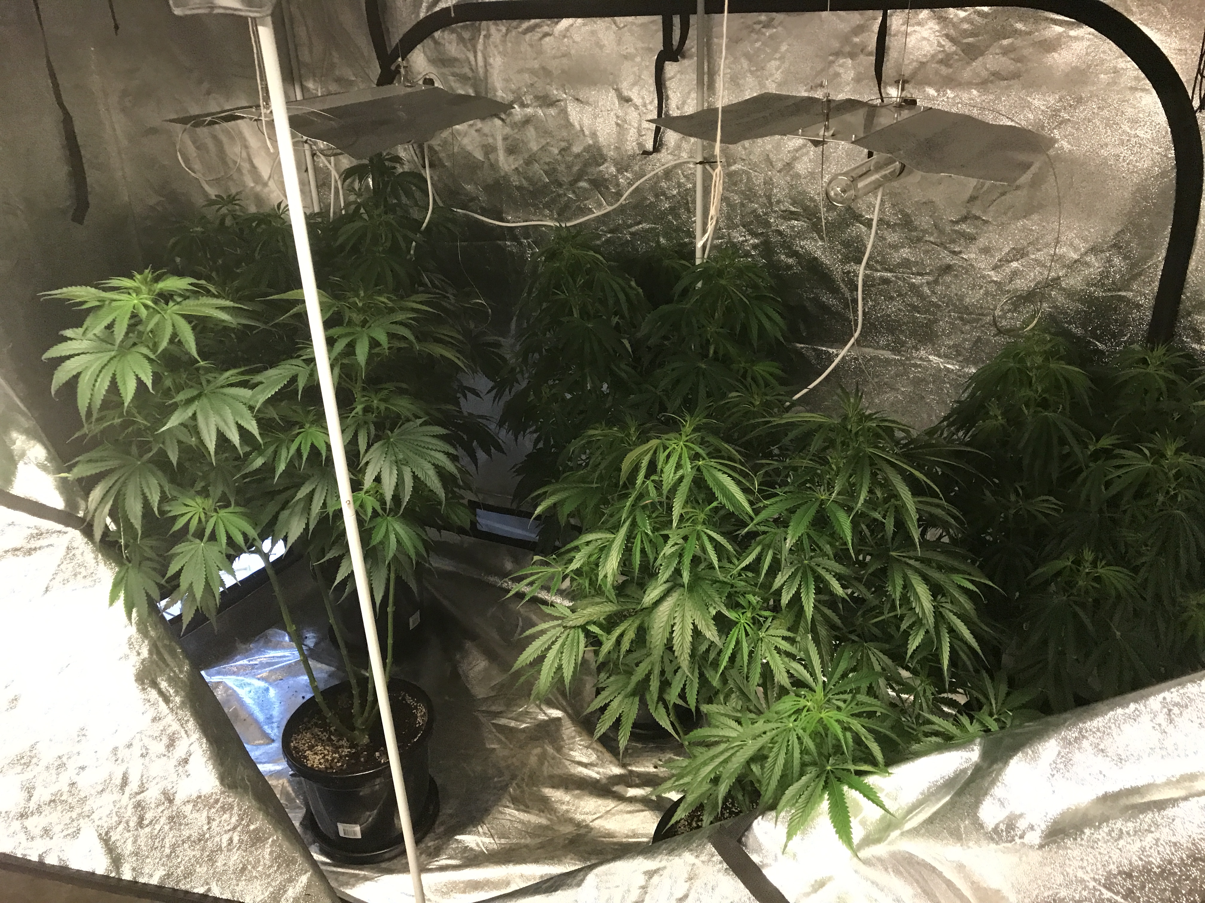 Man summonsed to face court after 37 cannabis plants seized | ACT ...